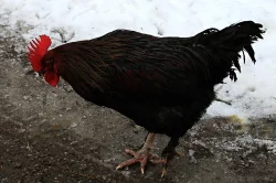 Kohouti zdrobnělé holokrčky a kohouti maranska